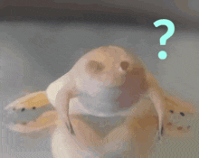 a frog with a question mark above it