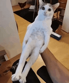 a white cat sitting on a person 's arm with a box in the background that says ' samsung ' on it
