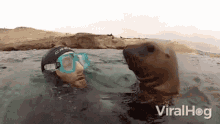 Seal Boop GIF - Seal Boop Kiss GIFs
