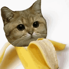 bananya banana