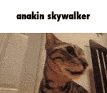 a cat is smiling in front of a door with the words anakin skywalker written above it .