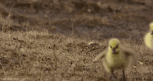 Runnnnn GIF - Duck Duckling Adorable GIFs