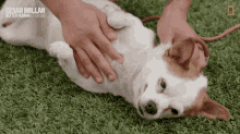 Massaging The Dog Cesar Millan Better Human Better Dog GIF - Massaging The Dog Cesar Millan Better Human Better Dog Good Dog GIFs