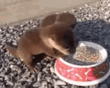 Otters Baby GIF - Otters Baby Breakfast GIFs