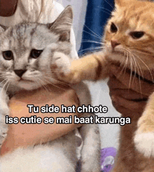 two cats are being held by a person with a caption that says tu side hat chhote iss cutie se mai baat karunga