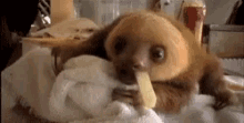 Baby Animals Sloth GIF - Baby Animals Sloth Play GIFs