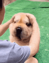 Hoecat Dog GIF - Hoecat Dog Squishy GIFs