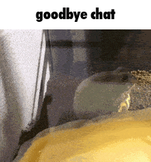 a hamster is looking out of a glass container with the words `` goodbye chat '' above it .