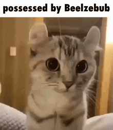 Beelzebub Cat GIF - Beelzebub Cat Cute Ears GIFs