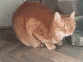 an orange cat is sitting on a wooden floor next to a plastic container