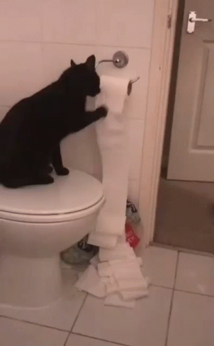 Cat Toilet GIFs | Tenor