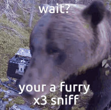 Wait Your A Furry X3sniff GIF - Wait Your A Furry X3sniff GIFs