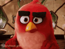 Angry Angry Bird GIF - Angry Angry Bird GIFs