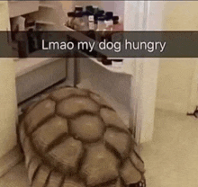 a turtle is sitting on the floor next to a refrigerator with the words lmao my dog hungry written on it .