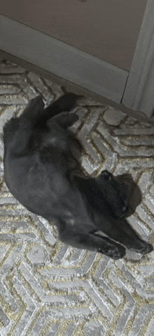 a gray cat laying on its back on a rug
