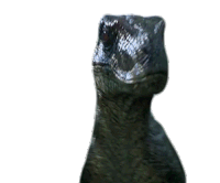 Raptor Rawr Sticker - Raptor Rawr Dinosaur Stickers