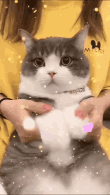 Tudou Cat GIF - Tudou Cat Cute GIFs
