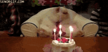 a cat laying on a chair next to a birthday cake