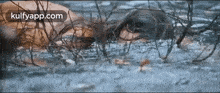 a person is swimming in a body of water surrounded by branches and leaves .