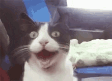 Gatinho Tô Animadão GIF - Cat Excited GIFs