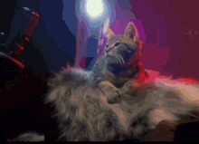 Cats Cat Music GIF - Cats Cat Music Live GIFs