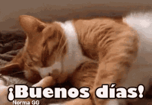 Buenos Dias Good Morning GIF - Buenos Dias Good Morning Cat GIFs