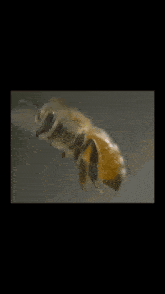 a bee is flying in the air with a speech bubble that says cadé o bozo