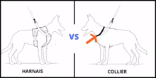 a drawing of a dog wearing a harness and a collar