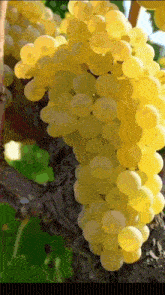 a bunch of yellow grapes are hanging from a tree