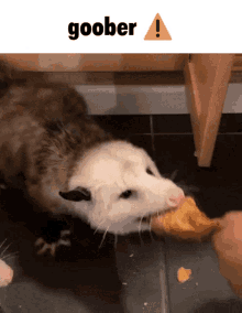Goober Opossum GIF - Goober Opossum Possum GIFs