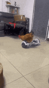 Chicken Hoverboard GIF - Chicken Hoverboard Talent GIFs