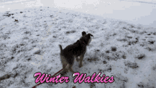 Dog Walk GIF - Dog Walk Winter Walkies GIFs