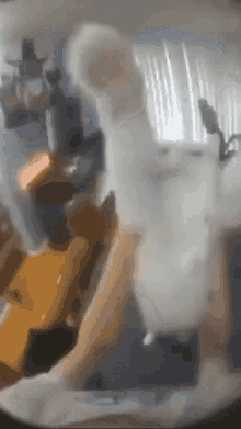 C At Catdance GIF - C At Catdance Dance GIFs