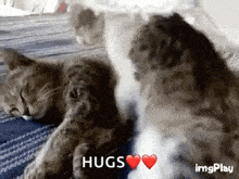 Cat Love GIF - Cat Love Huge GIFs