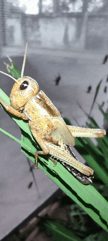 Grasshopper GIF