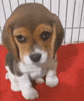 a brown and white puppy is sitting in a cage on a red blanket .