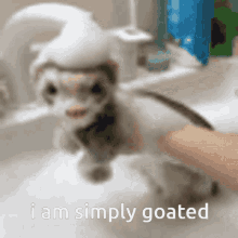 Ferret The Goat GIF - Ferret The Goat Simply Goated GIFs