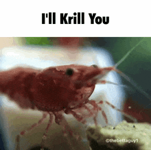 Krill Krill You GIF - Krill Krill You You'Ll Be Krilled GIFs