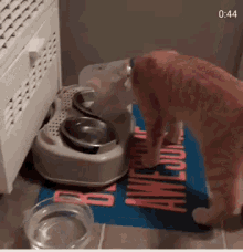Cat Eating GIF - Cat Eating Cone Of Shame GIFs