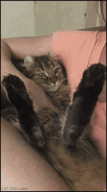 Gato Bisho GIF - Gato Bisho Cat GIFs
