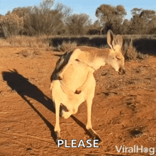 Itchy Scratch GIF - Itchy Scratch Kangaroo GIFs