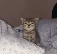 Mad Mat Cat GIF