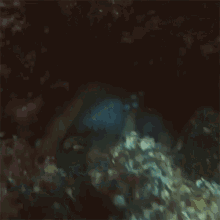Octopus Tentacles GIF - Octopus Tentacles Giving Birth GIFs