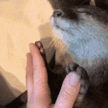 Otter Cute GIF - Otter Cute Hands GIFs