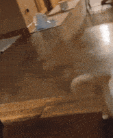 Wobble Cat Wobbly Cat GIF - Wobble Cat Wobbly Cat Wobble Head GIFs