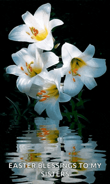 White Lily In Water GIF