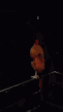 Chicken GIF - Chicken GIFs