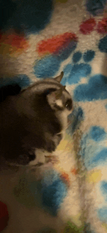 a cat is laying on a colorful blanket and looking at the camera
