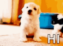 Hi Dog GIF - Hi Dog Hello GIFs