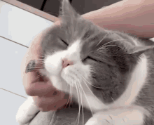 Scratch Eye Roll GIF - Scratch Eye Roll Cat GIFs